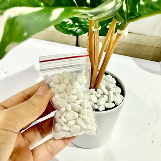 Sỏi trắng trang trí chậu cây, đá trắng decor chậu cây, tiểu cảnh, đá sỏi rải cây decor mini