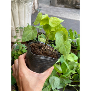 Cây giống sương sâm lông gốc già. 2 cây. hoả tốc 2h
