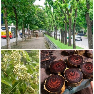 Cây giống cây gỗ sưa đỏ cao trên 1m
