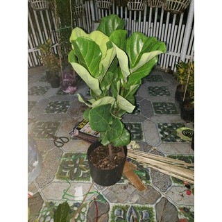 Cây Bàng Singapore  2.3 ngọn (tặng kèm phân bón)