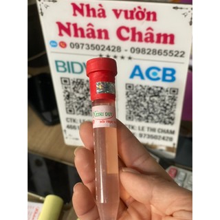 keiki duy đỏ cho hoa lan cây kiểng