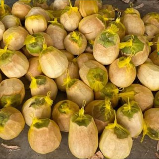 Dừa sáp/dừa đặc ruột/dừa kem/makapuno sáp sệt-dẻo-lỏng/trái to