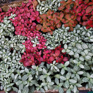 Cây cẩm nhung, cây lá may mắn, Fittonia argyroneura