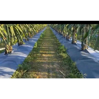 100 tấm bạt phủ cỏ (1m5x 1m5) bạt phủ gốc cây, bạt trải cỏ