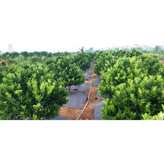 100 tấm bạt phủ cỏ (1m5x 1m5) bạt phủ gốc cây, bạt trải cỏ