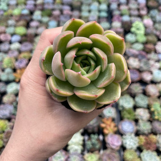 Sen đá Đế Vương Size Bầu 5cm Hư 1 Đổi 1