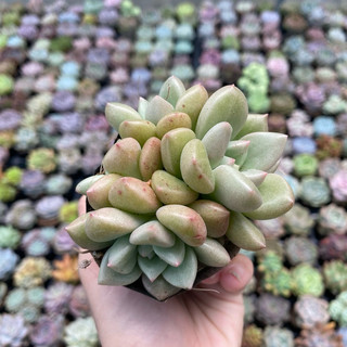 Sen đá kim cương vàng mới size bầu 5cm hư 1 đổi 1