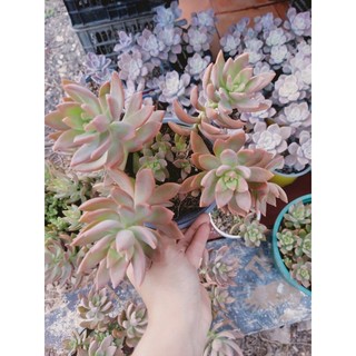 Sen đá đỏ thụ, nhiều gốc - vượt size