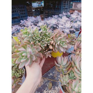 [Shop mới] Sen đá đỏ thụ, nhiều gốc - vượt size
