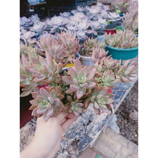 [Shop mới] Sen đá đỏ thụ, nhiều gốc - vượt size