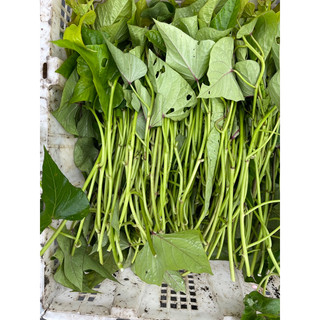 Dây giống khoai lim