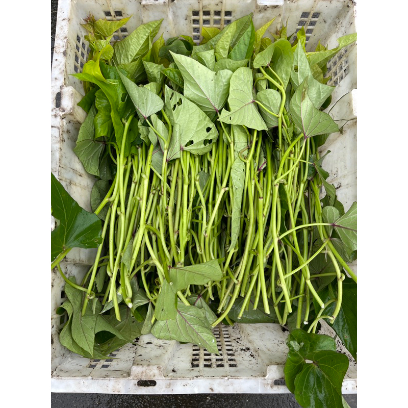 [Hoả tốc] Giống khoai lang Lim