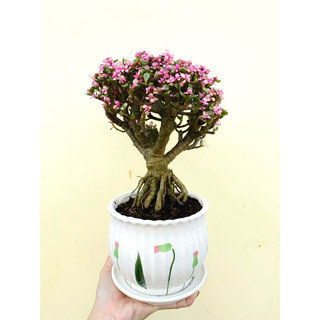 Sen đá đô la hồng gốc thụ dáng bonsai - làm quà tặng cực độc