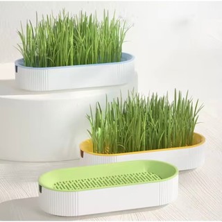 Tặng 5 gói hạt giống cỏ mèo - bộ kit trồng cỏ mèo
