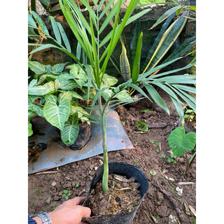 Chậu Cây cau Hawai  cây cao khoảng  55cm