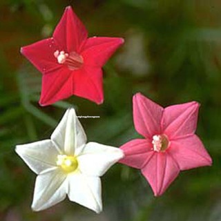 Hạt giống hoa tóc tiên leo (hoa sao)