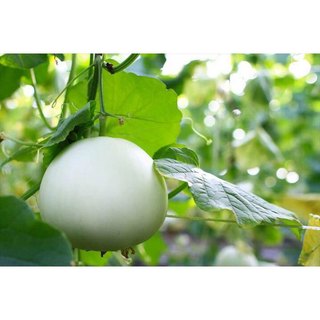 Hạt Giống Dưa Lê Siêu Trái, Siêu Ngọt