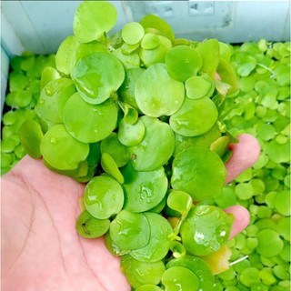 Bèo Nhật thủy sinh 20 cây