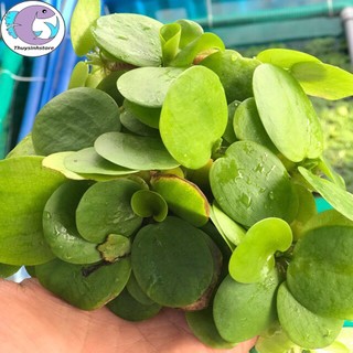 Bèo Nhật  thủy sinh 20 cây