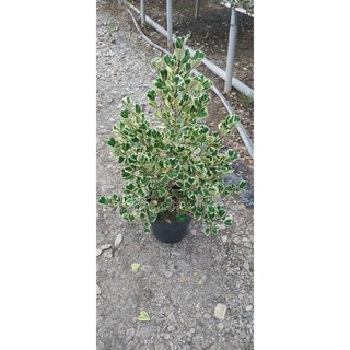 Chậu cây đa tam phúc hay bàng tam phúc cao hơn 50cm