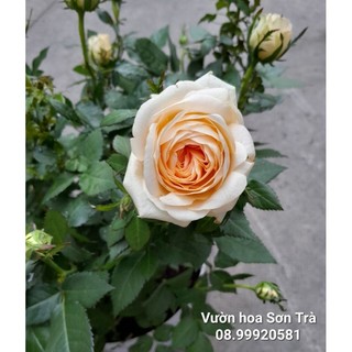 (VHST giao TP.HCM trong ngày) CÂY HOA HỒNG HÀ LAN.