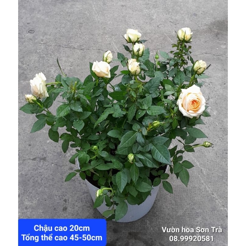 (VHST giao TP.HCM trong ngày) CÂY HOA HỒNG HÀ LAN.