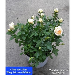 Cây hoa hồng hà lan.