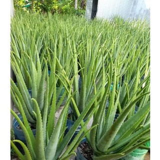 Cây Nha Đam (Cây Lô Hội) giống Mỹ siêu to