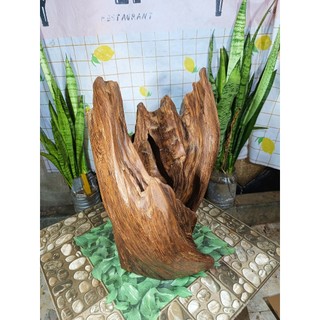 lũa ngọc am đỏ