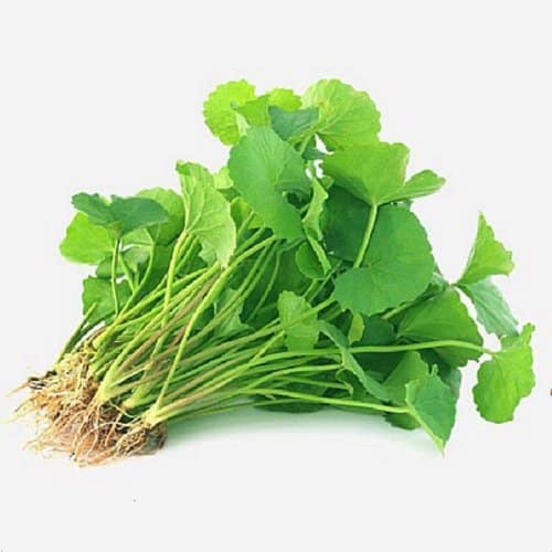 (10 Tặng 3) Gốc rau má, sen dù, rau má hương.