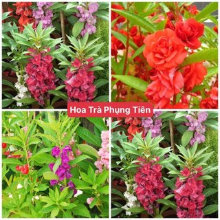[Gói 150 Hạt] Hạt Giống Hoa Trà Phụng Tiên