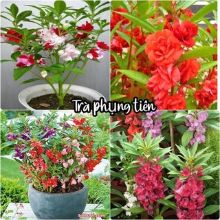 Hạt Giống Hoa Trà Phụng Tiên