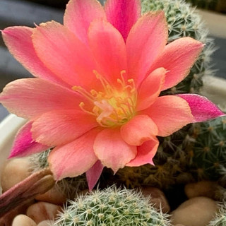 Xương rồng Rebu hoa hồng