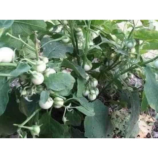 Gói 100 hạt giống cà pháo trắng