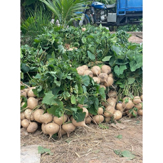 Gói 400 Hạt giống Củ Đậu cao sản lùn k leo