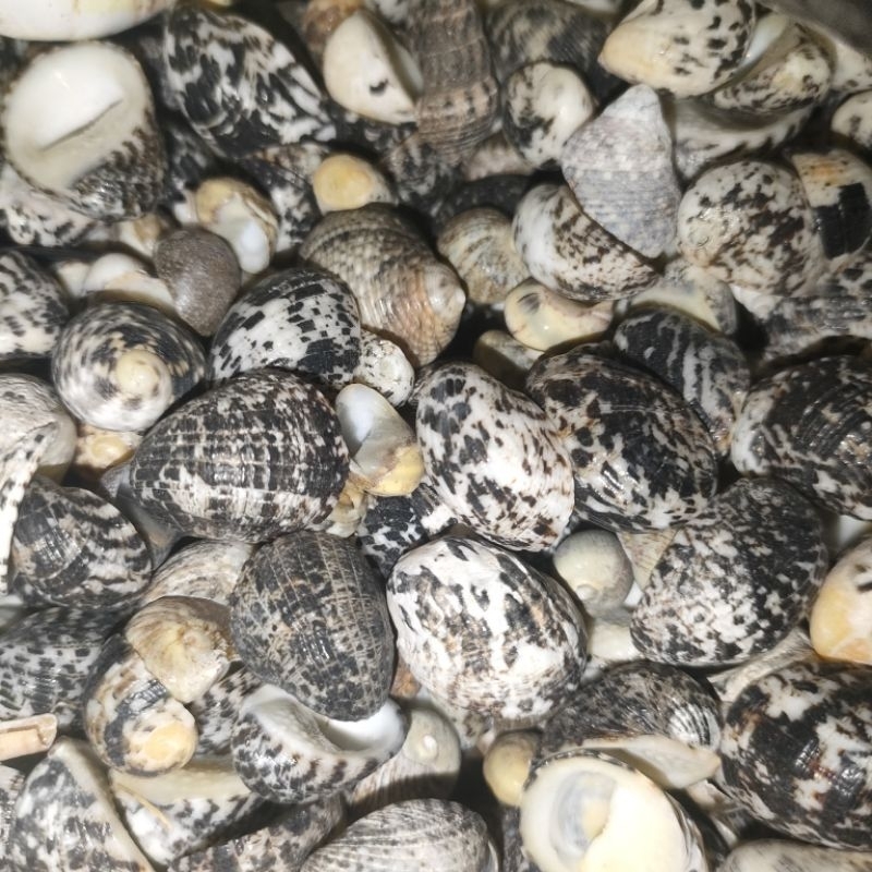 [ Vỏ Ốc ] Vỏ Móng Ngựa🐌