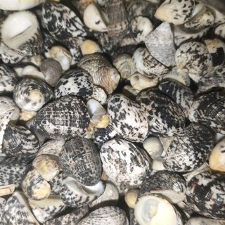 Vỏ móng ngựa🐌