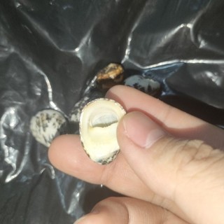 [ Vỏ Ốc ] Vỏ Móng Ngựa🐌