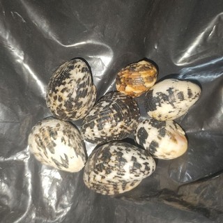 [ Vỏ Ốc ] Vỏ Móng Ngựa🐌