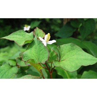 ( Mua 5 Tặng 1) Gốc Cây Diếp Cá Để Trồng