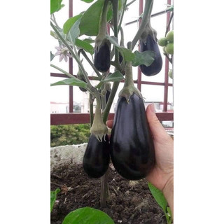 Hạt giống cà tím giọt nước siêu quả