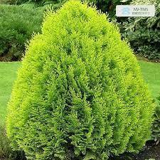 Cây trắc bách diệp cao 50cm ươm sẵn trong bầu, khỏe mạnh, sạch sâu bệnh