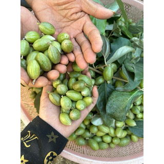 NHÓT + CHẲM CHÉO (Combo Hương Vị Tây Bắc) | Nông sản Khánh An