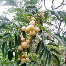 Cây mắc mật - Cao hơn m đã cho thu hoạch
