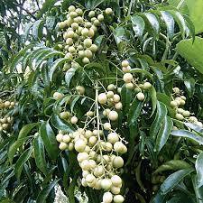 Cây mắc mật - Cao hơn m đã cho thu hoạch