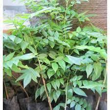Cây mắc mật - Cao hơn m đã cho thu hoạch