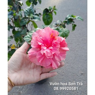 Cây hoa dâm bụt thân gỗ.