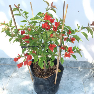 Cây hoa giấy ghép màu đỏ lửa, cây đang hoa , cao khoảng 50cm.