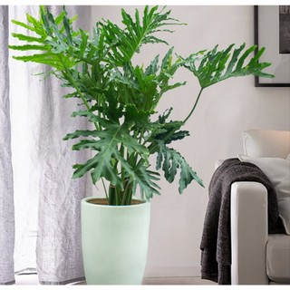 Cây trầu bà Thanh xuân, trầu bà lá xẻ, có chậu cây cao 70cm bụi do dày cực đẹp