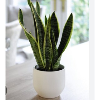 cây giống lưỡi mèo.viền vàng. bầu bát.30-35cm